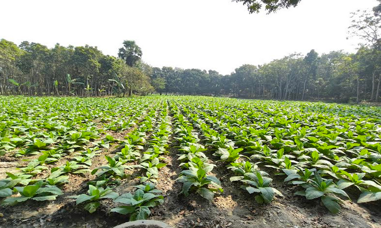 রাজবাড়ীতে তামাক চাষের ফলে স্বাস্থ্য ঝুঁকিতে এলাকাবাসী