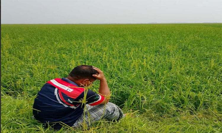 কিশোরগঞ্জে শিলাবৃষ্টিতে ৩৮৬৪ হেক্টর বোরোধানের ক্ষতি, হাওরাঞ্চলে প্রভাব বেশি