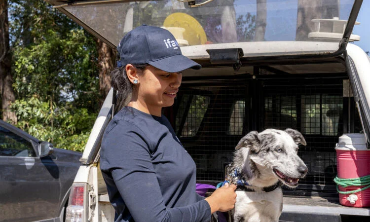 অস্ট্রেলীয় প্রশিক্ষিত কুকুরের অবসর 