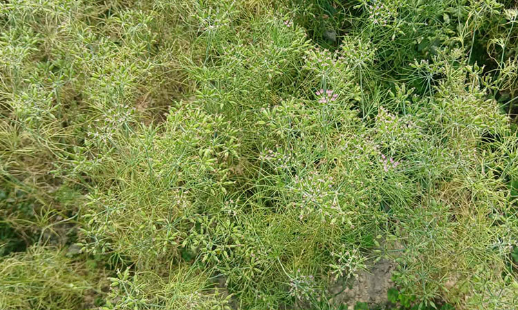 জিরা চাষে সফল সাতকুড়ী গ্রামের কৃষক হামিদুর