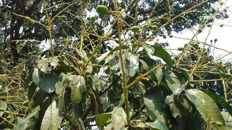 মেহেরপুরে আমের গুটিতে ভরে গেছে গাছ