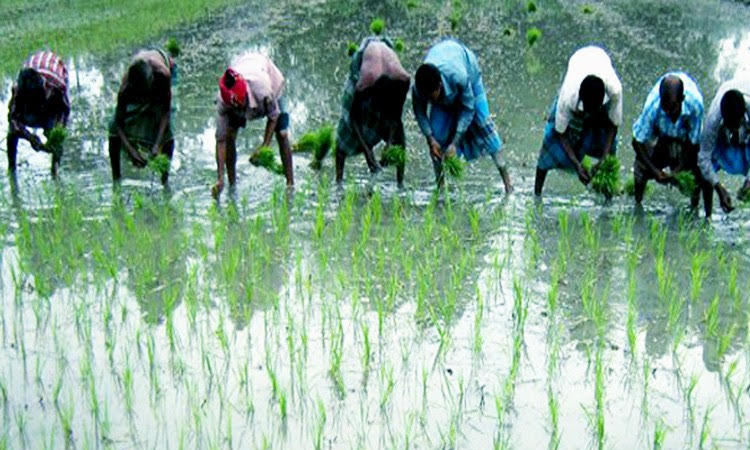 রংপুর অঞ্চলে ১,৭৯,১৬১ টন ক্লিন আউশ চাল উৎপাদন লক্ষ্যমাত্রা নির্ধারণ