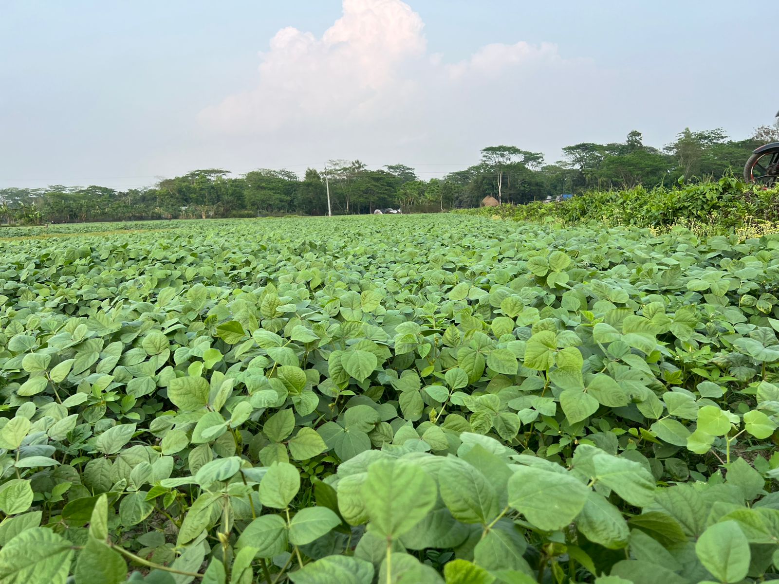 পটুয়াখালীতে মুগ ডালের ব্যাপক ফলনের সম্ভাবনা
