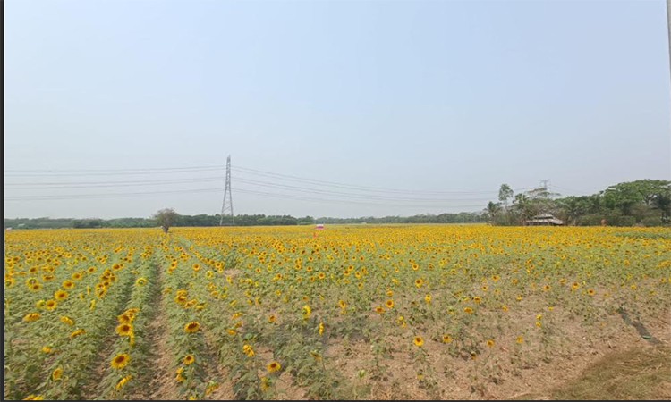 বরিশালে বিস্তীর্ণ মাঠজুড়ে সূর্যমুখী চাষ, ছাড়িয়েছে উৎপাদনের লক্ষ্যমাত্রা