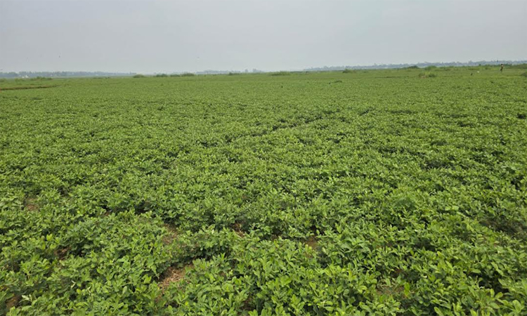 নরসিংদীর চরাঞ্চলে বাড়ছে বাদাম চাষ