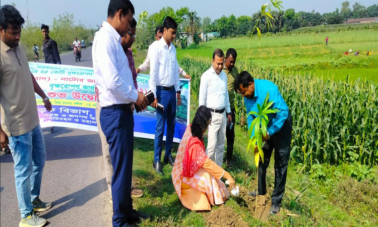 নাটোরে সড়ক ও জনপথ বিভাগের বৃক্ষরোপণ শুরু