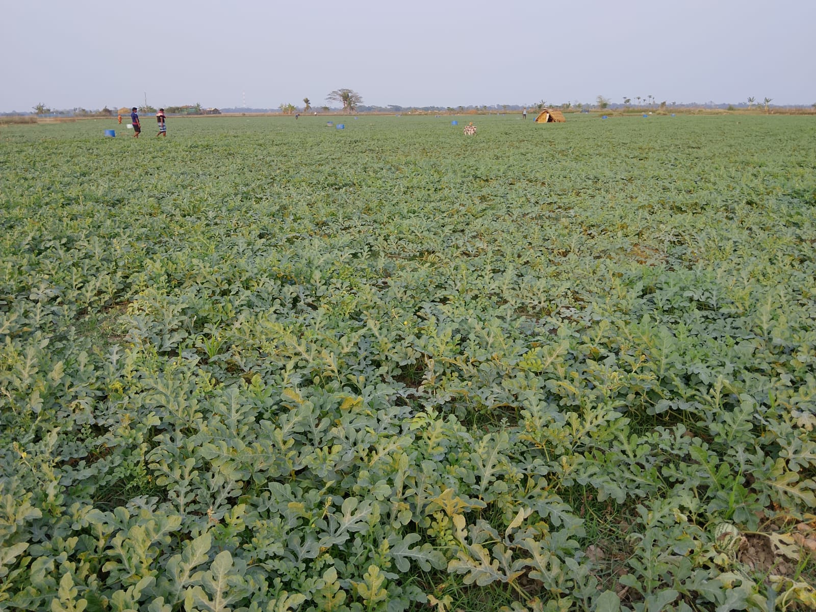 খুলনাঞ্চলে তরমুজের ব্যাপক ফলনে ৭২৩ কোটি টাকার বাণিজ্যিক সম্ভাবনা