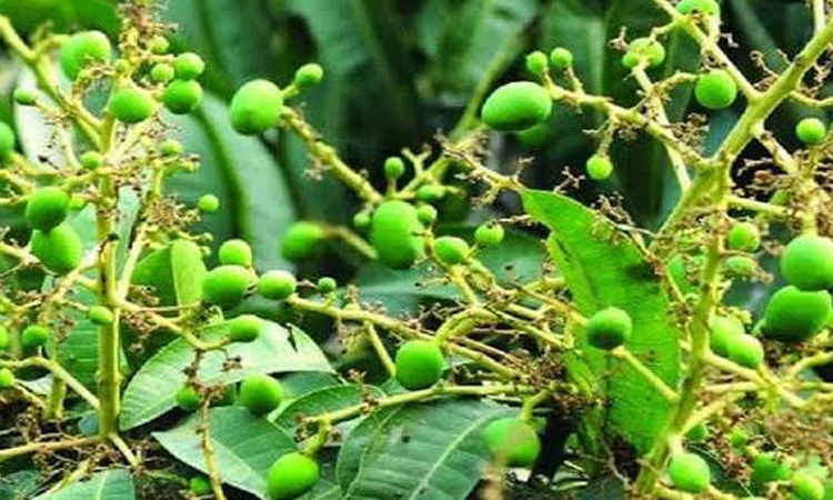 দিনাজপুরে আমের বাম্পার ফলনে পরিচর্যায় ব্যস্ত চাষীরা