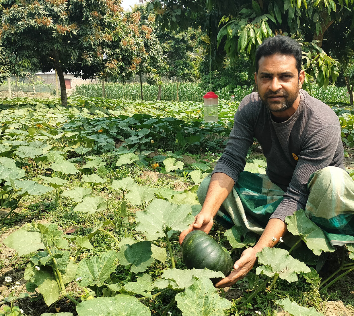 দিনাজপুরে চিনা বাদামের সাথি ফসল হিসেবে কাউন চাষে সাফল্য