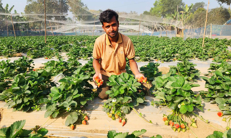 স্ট্রবেরি চাষে মামুনের সফলতায় উদ্বুদ্ধ টাঙ্গাইলের তরুণরা 