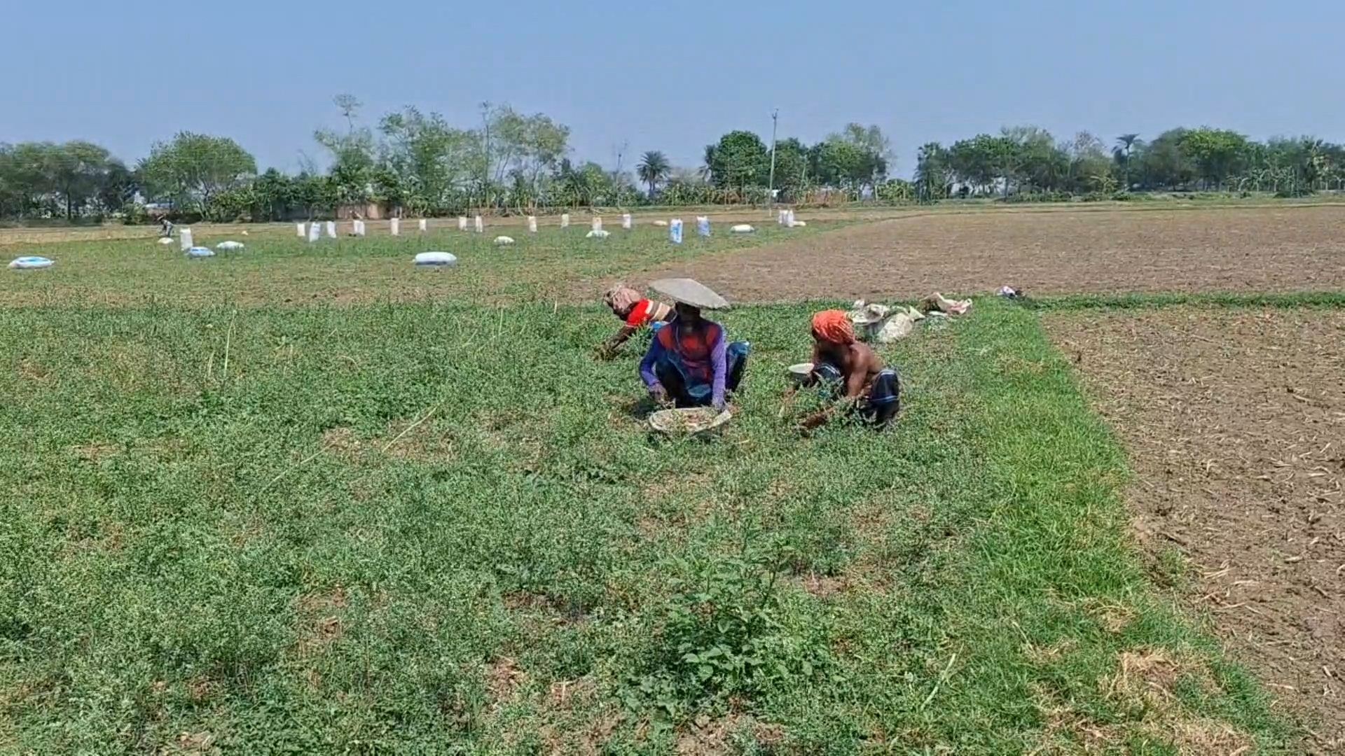 ঝিনাইদহে নববর্ষে ১৬৭৯ কৃষক পাবে  ‘কৃষক কার্ড’