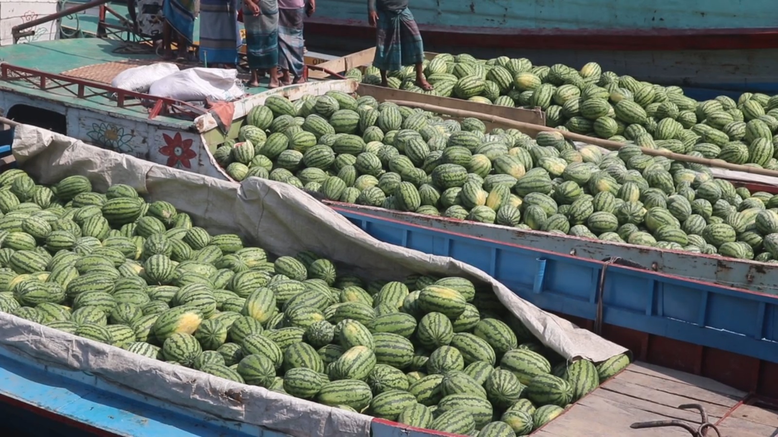 পাঁচ বছরে বরিশালে তরমুজের আবাদ দ্বিগুণ হয়েছে