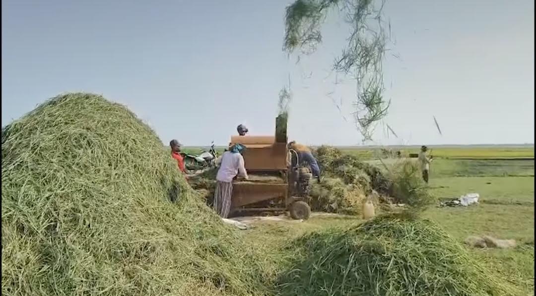 সুনামগঞ্জে ধান কাটার ধুম , ধানের অধিক ফলন 