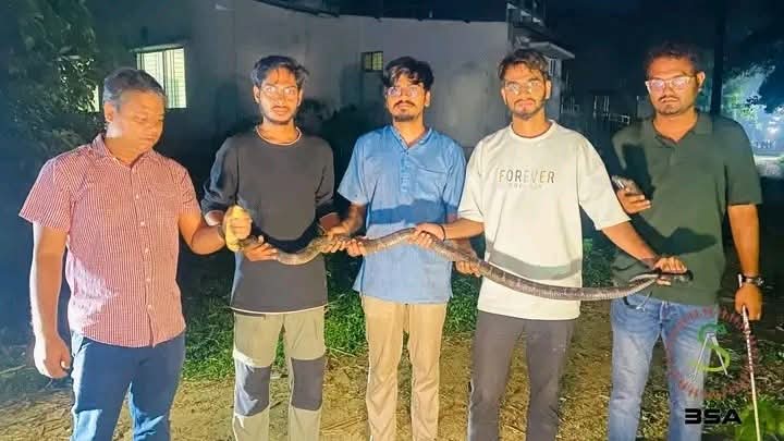 চবিতে ৮ ফুট লম্বা বিষধর কিং কোবরা সাপ উদ্ধার