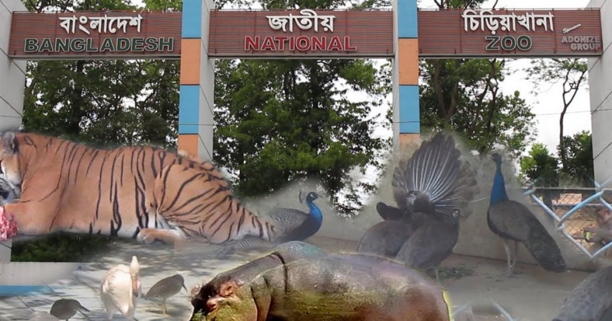 চিড়িয়াখানায় আসছে চিতাবাঘসহ নতুন ৩ প্রাণী