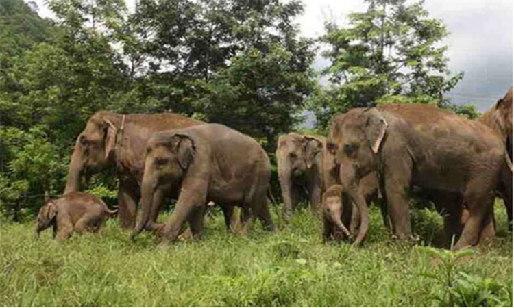 কাপ্তাইয়ে বন্যহাতির আক্রমণে একজনের মৃত্যু 