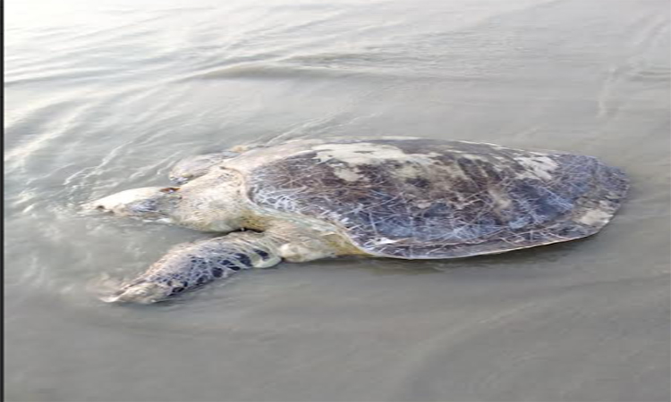 কুয়াকাটা সৈকতে ভেসে এলো মৃত মা কচ্ছপ