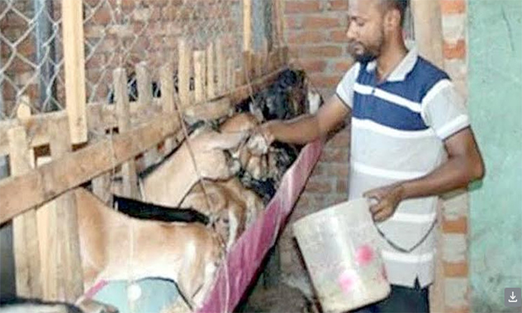 দিনাজপুরে ছাগল পালন করে স্বাবলম্বী এক যুবক 