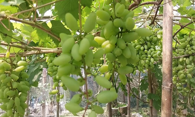 কুড়িগ্রামের ফুলবাড়ীতে বিদেশি জাতের আঙ্গুর চাষে সফলতা