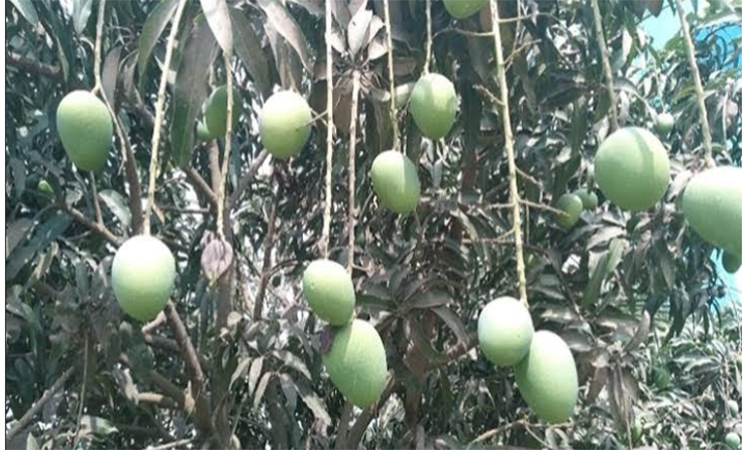 চলতি মৌসুমে আমের ফলন ২৭ লাখ মেট্রিক টন ছাড়াতে পারে