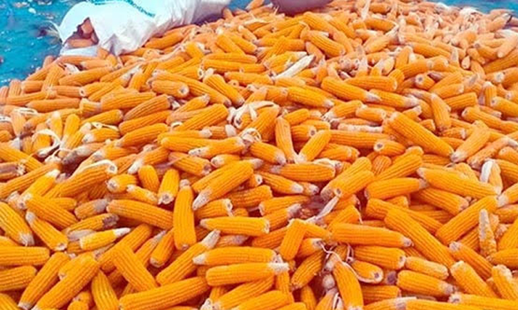 দিনাজপুরে বাম্পার ভুট্টা ফলন 