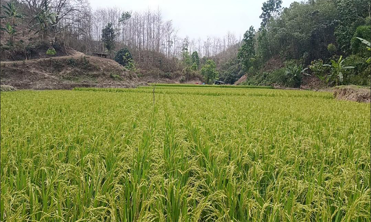 রাঙ্গামাটির কাপ্তাইয়ে ব্রি ধান ১০২ জাত চাষে  কৃষকের সফলতা