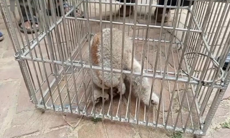 খাগড়াছড়িতে লোকালয়ে লজ্জাবতি বানর