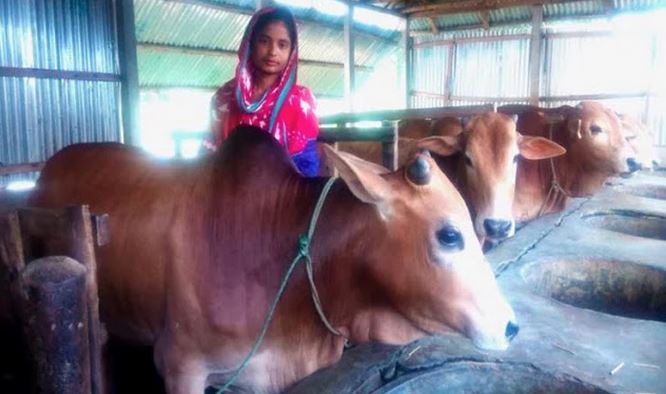 কোরবানির গরু প্রস্তুত করতে ব্যস্ত বীরগঞ্জের খামারিরা 