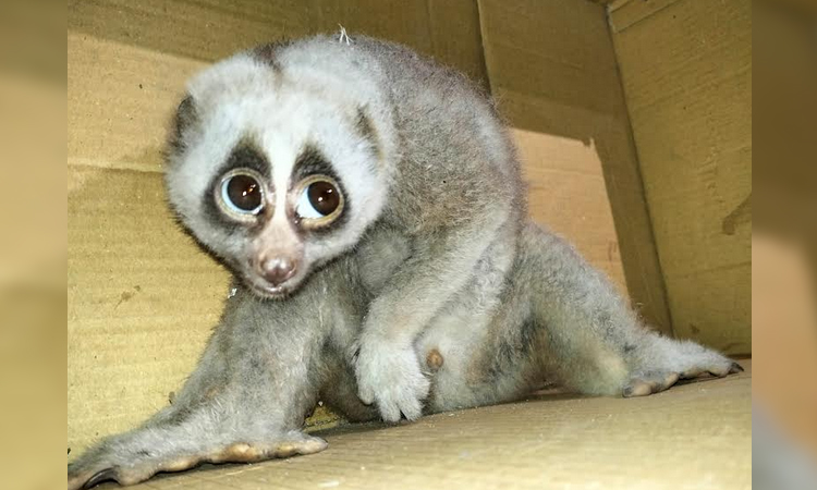 কাপ্তাইয়ে বিরল প্রজাতির লজ্জাবতী বানর উদ্ধার 