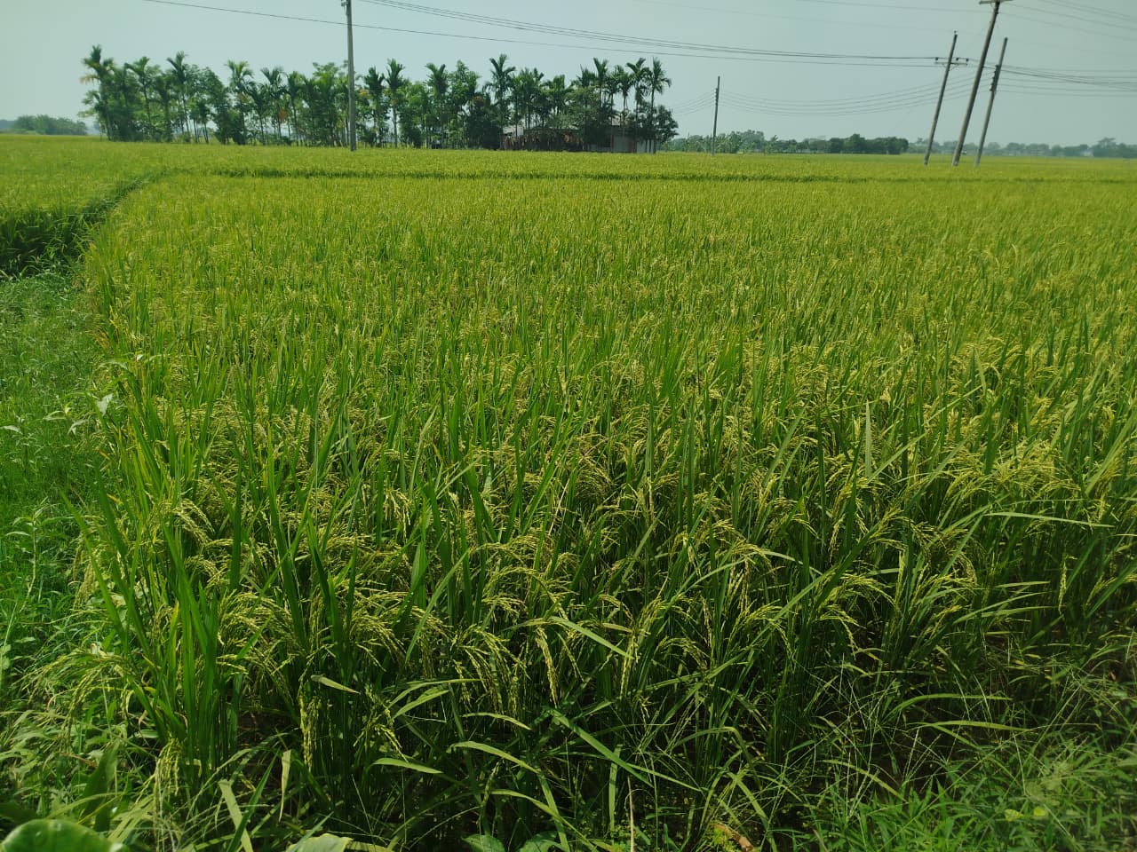 নড়াইলে বোরোর ব্যাপক ফলনে কৃষকের মুখে হাসি