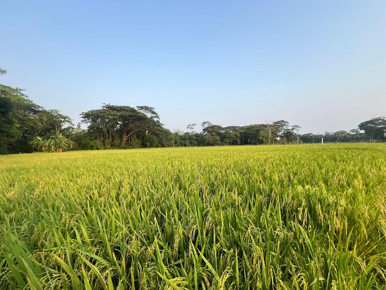 পটুয়াখালীতে বোরো আবাদে ইতিবাচক চিত্র, ভালো ফলনের আশা