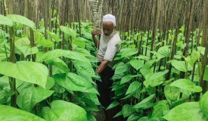 পান রপ্তানিতে প্রত্যয়ন শর্ত বাতিল : বাংলাদেশ ব্যাংকের নির্দেশনা জারি