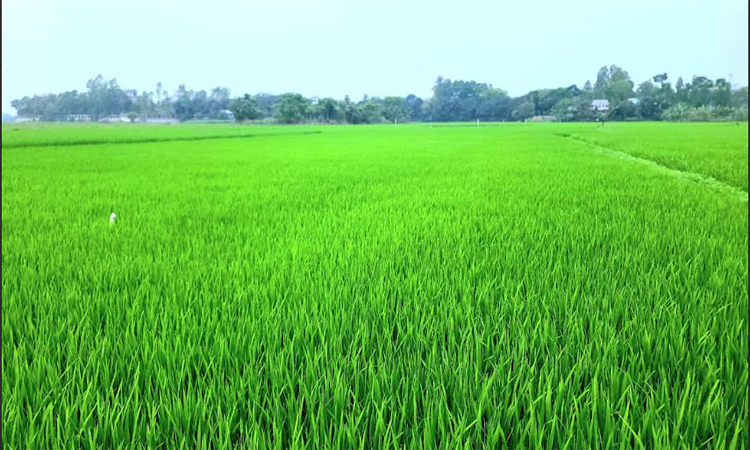 মুন্সীগঞ্জে কৃষকের মাঝে বিনামূল্যে আউশ ধানের বীজ ও সার প্রদান