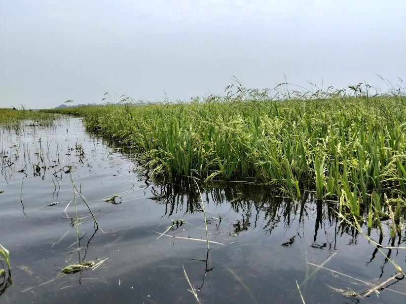 নেত্রকোণায় ধনু-বাউলাই নদের পানি বৃদ্ধি: পাকা বোরো ধান দ্রুত কাটার পরামর্শ