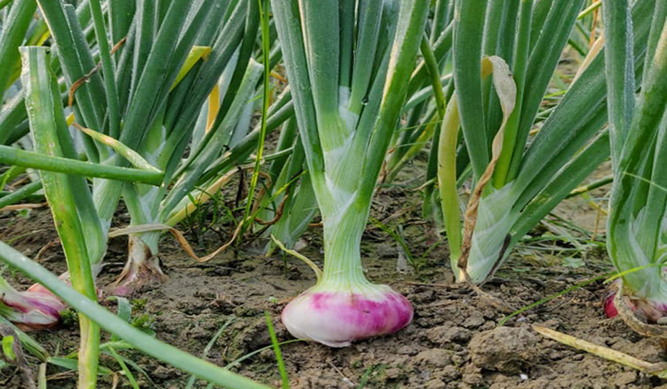 বাম্পার ফলনে পেঁয়াজে স্বয়ংসম্পূর্ণতার পথে দেশ