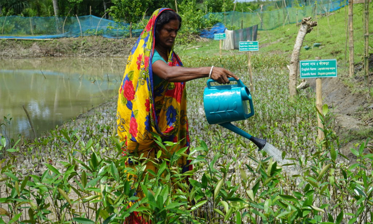 নদীর চরে নারীদের ম্যানগ্রোভ নার্সারি, বাড়ছে কর্মসংস্থান