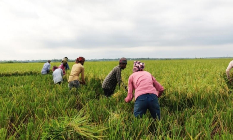 সুনামগঞ্জে হাওরের পাকা ধান কাটার নির্দেশনা পাউবো’র