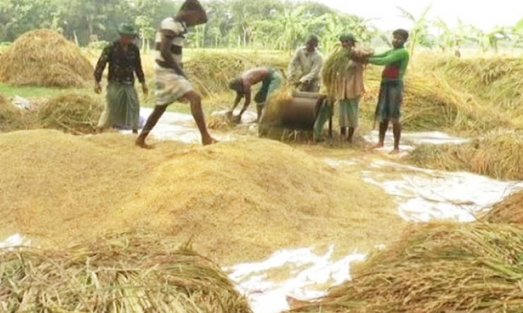ধানের ন্যায্য দাম না পেলে সুনামগঞ্জের কৃষকরা বেকায়দায় পড়বেন 