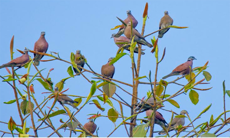 মেহেরপুরে পরিবেশ সচেতনতায় ফিরছে পাখির কোলাহল