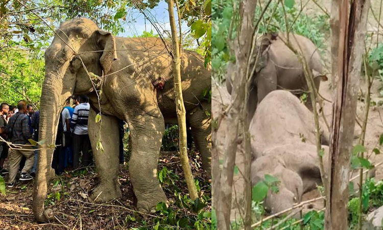 রাঙামাটিতে চিকিৎসাধীন অবস্থায় বন্যহাতির মৃত্যু