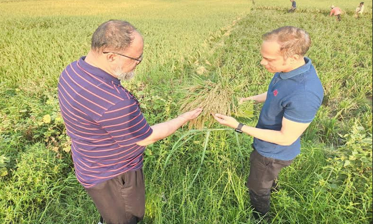 সুনামগঞ্জে হাওরের ধান কাটা পরিদর্শন করলেন জেলা প্রশাসক