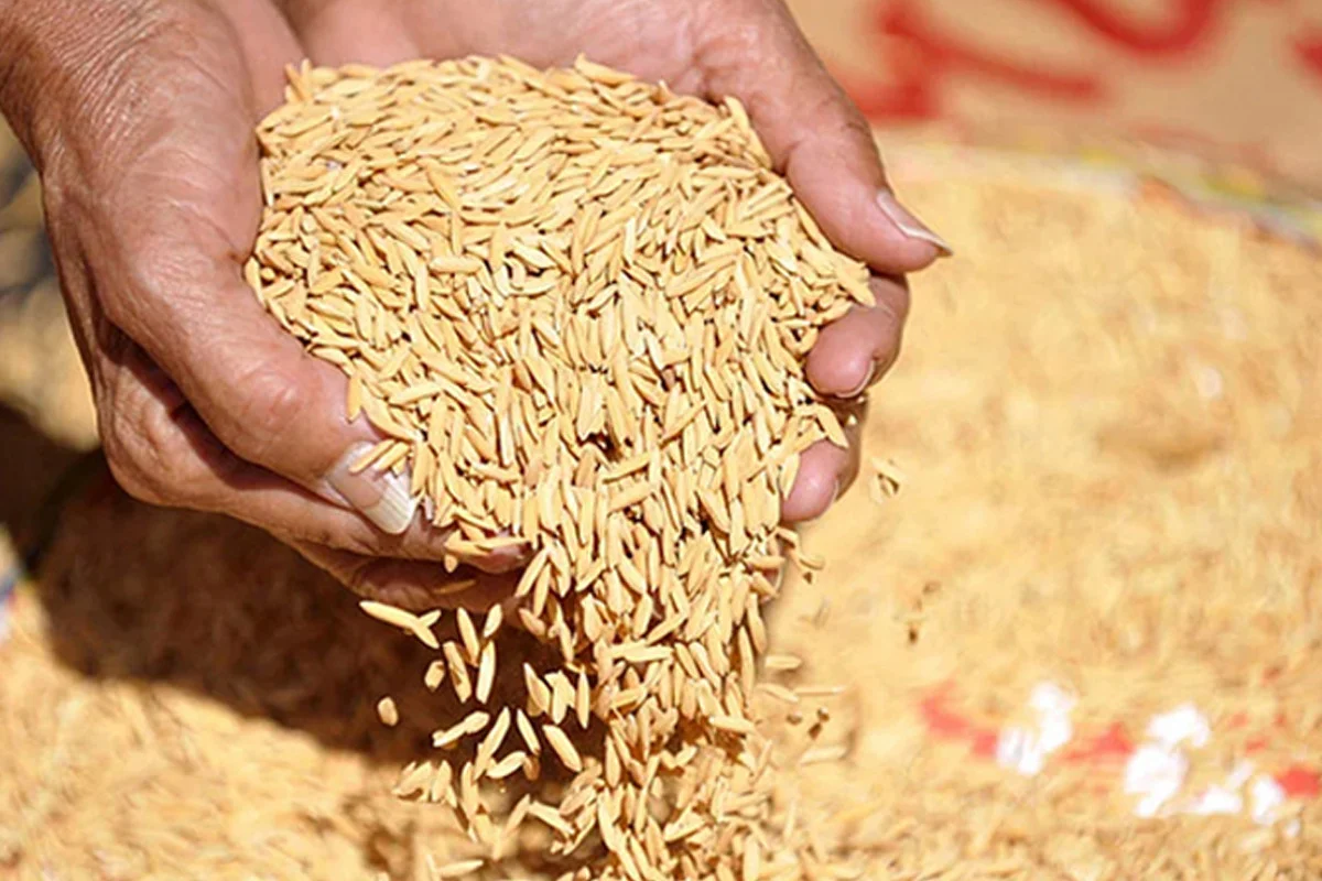 টানা ৫ আমন মৌসুমে ব্যর্থতার পর চট্টগ্রামে ধান-চাল সংগ্রহে সাফল্য