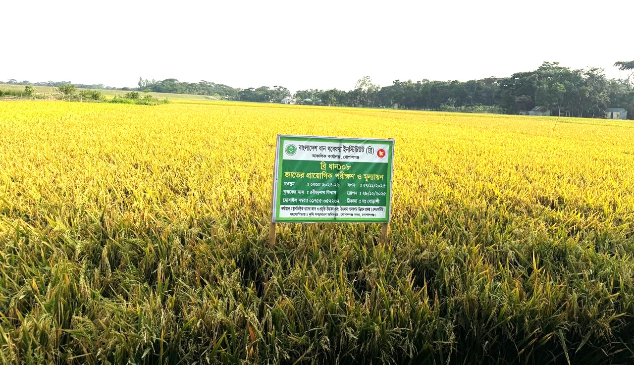 গোপালগঞ্জে বাম্পার ফলনে আশা জাগিয়েছে ‘ব্রি-১০৮’