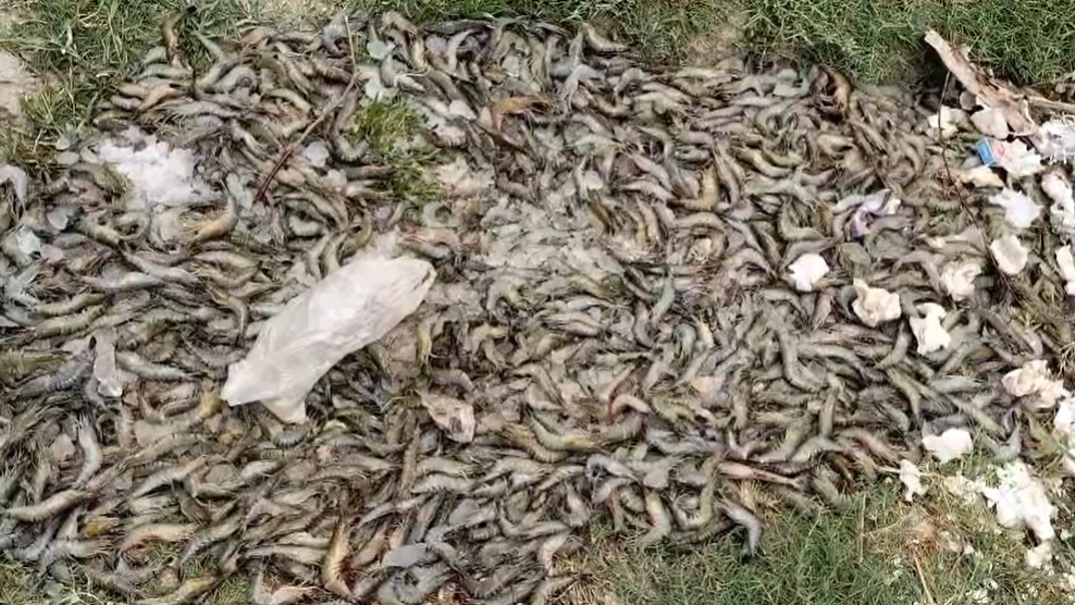 সাতক্ষীরায় অপদ্রব্য মেশানো চিংড়ি মাছ জব্দ 