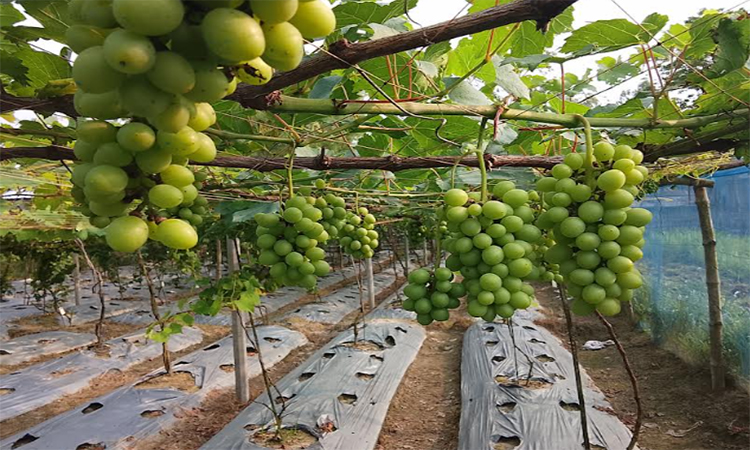 পীরগঞ্জে আঙুরের বাগান; বদলে যাচ্ছে অর্থনীতির চিত্র