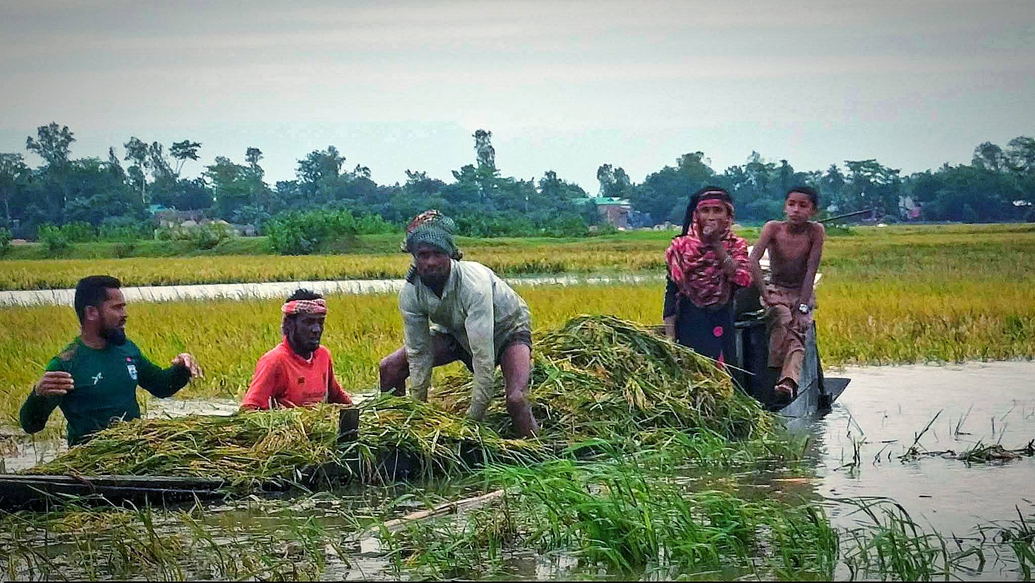 কিশোরগঞ্জে বৃষ্টিতে তলিয়ে গেছে ৩ হাজার হেক্টর ধানের জমি