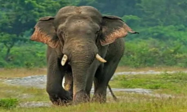 রামুতে বন্য হাতির আক্রমণে মা-মেয়ের মর্মান্তিক মৃত্যু