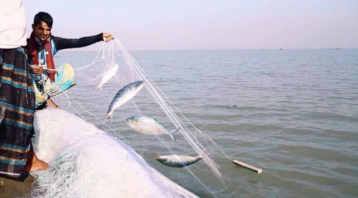 ভোলায় জেলেদের জালে ধরা পড়ছে রুপালি ইলিশ 