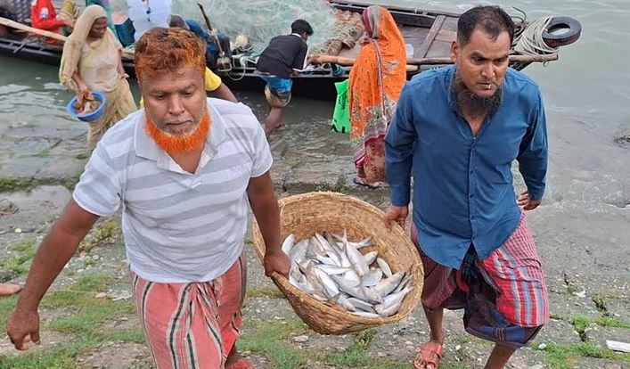চাঁদপুরে নিষেধাজ্ঞা শেষে পদ্মা-মেঘনায় ইলিশ ধরতে নেমেছেন জেলেরা