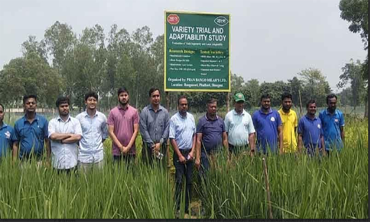দিনাজপুরে বাসমতি ধানের পরীক্ষামূলক চাষে সাফল্য 